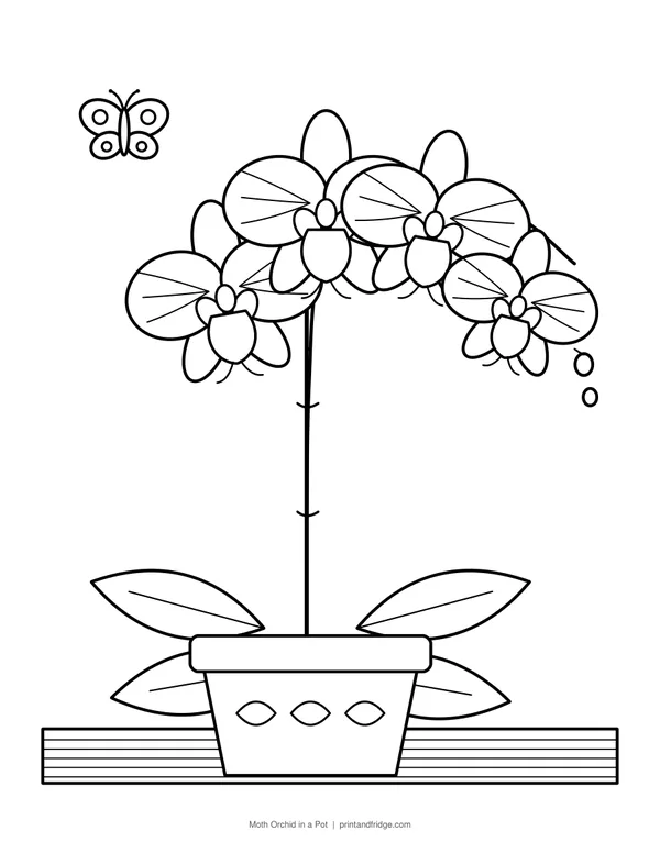 Moth Orchid in a Pot printable coloring page