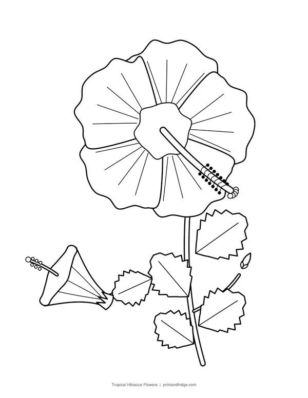 Tropical Hibiscus Flowers printable coloring page
