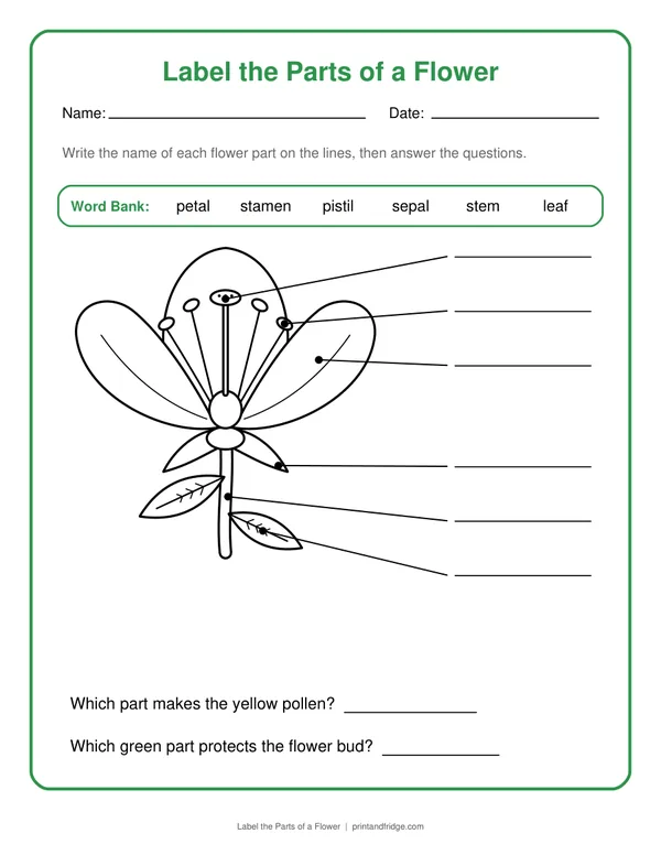 Label the Parts of a Flower printable worksheet