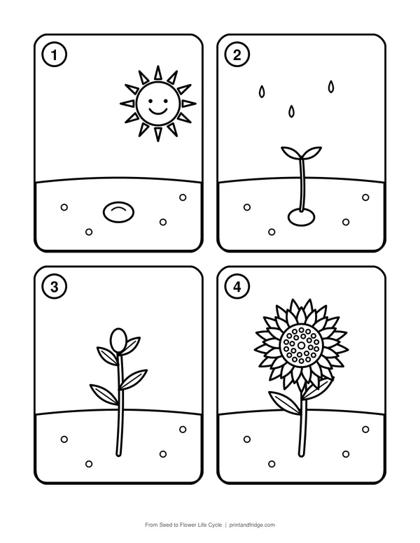 From Seed to Flower Life Cycle printable coloring page