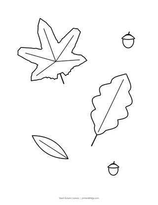 Giant Autumn Leaves