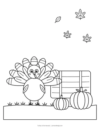Turkey at the Harvest